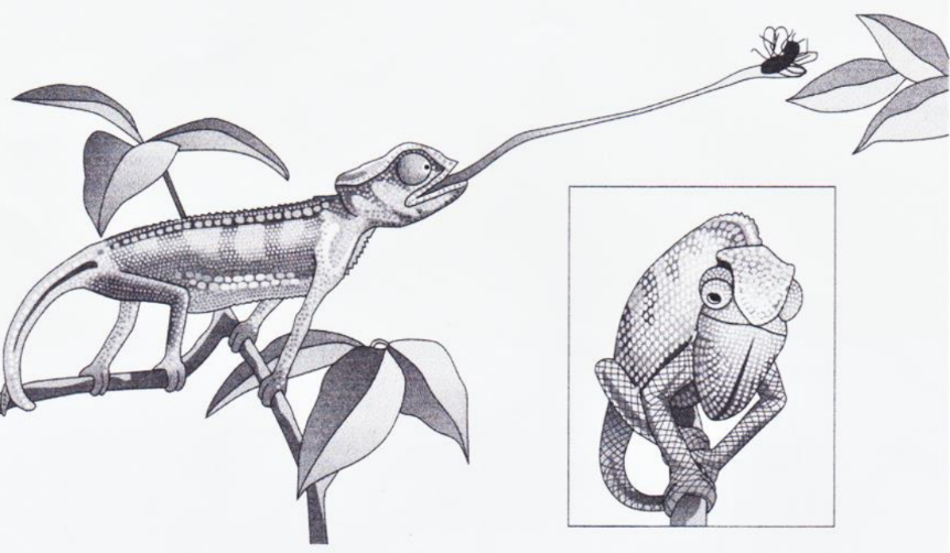 Gezeichnetes Chamäleon auf Ast, Zunge ausgestreckt Richtung Fliege; daneben kleines Einlegebild des Chamäleons.